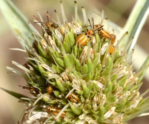 Réf. 215 922 : Maccevethus sp.